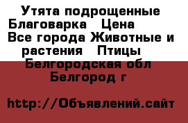 Утята подрощенные Благоварка › Цена ­ 100 - Все города Животные и растения » Птицы   . Белгородская обл.,Белгород г.